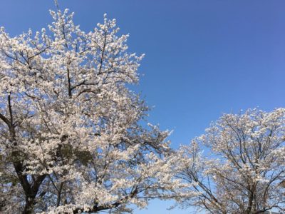 さくらの「さ」