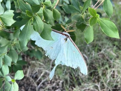 月の女神アルテミスの使者