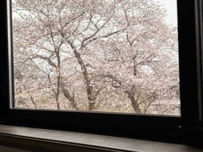 書斎の窓から見える、満開の桜