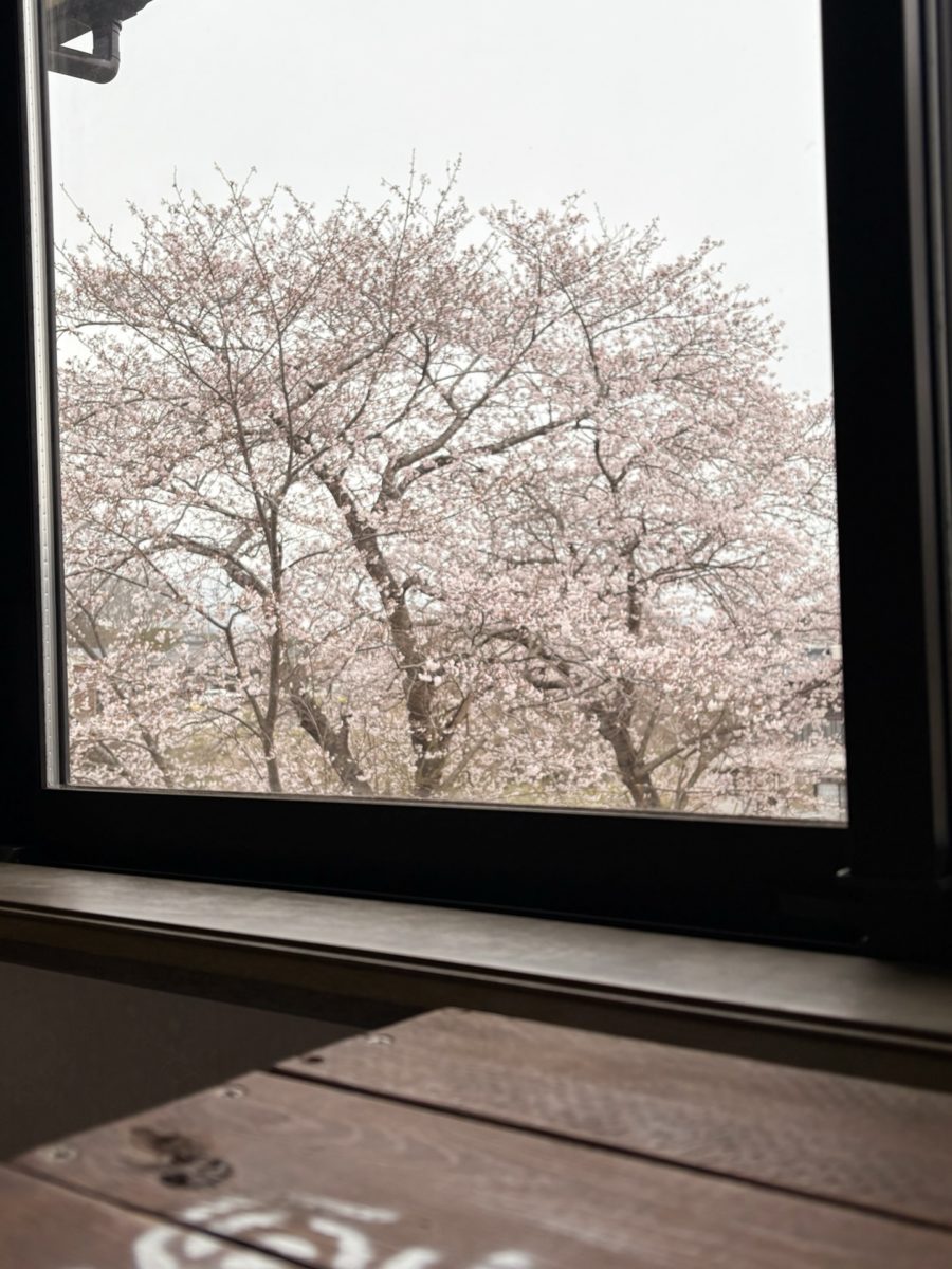 書斎の窓から見える、満開の桜